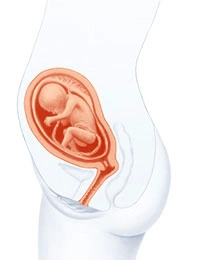 reprezentare grafica cu corpul viitoarei mamici in saptamana 19 de sarcina