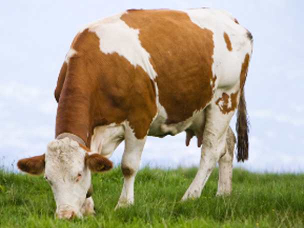 Alergia bebelusului la laptele de vaca Alergia bebelusului la laptele de vaca