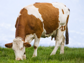 Alergia bebelusului la laptele de vaca Alergia bebelusului la laptele de vaca