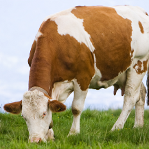 Alergia bebelusului la laptele de vaca