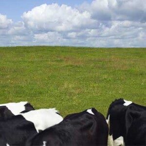 alergia la proteina din laptele de vaca