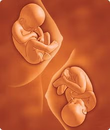 Fetus în uterul mamei Fetus în uterul mamei