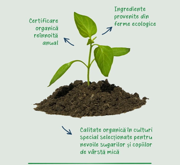 Plant Plant