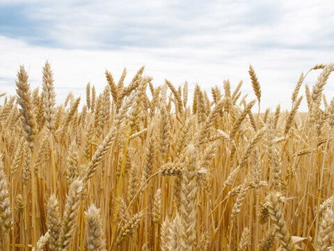 cereale-pentru-bebelusi-nestle-baby